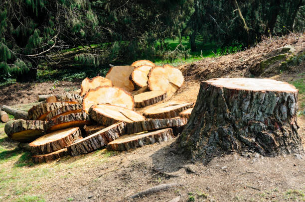 How Our Tree Care Process Works  in  Belington, WV